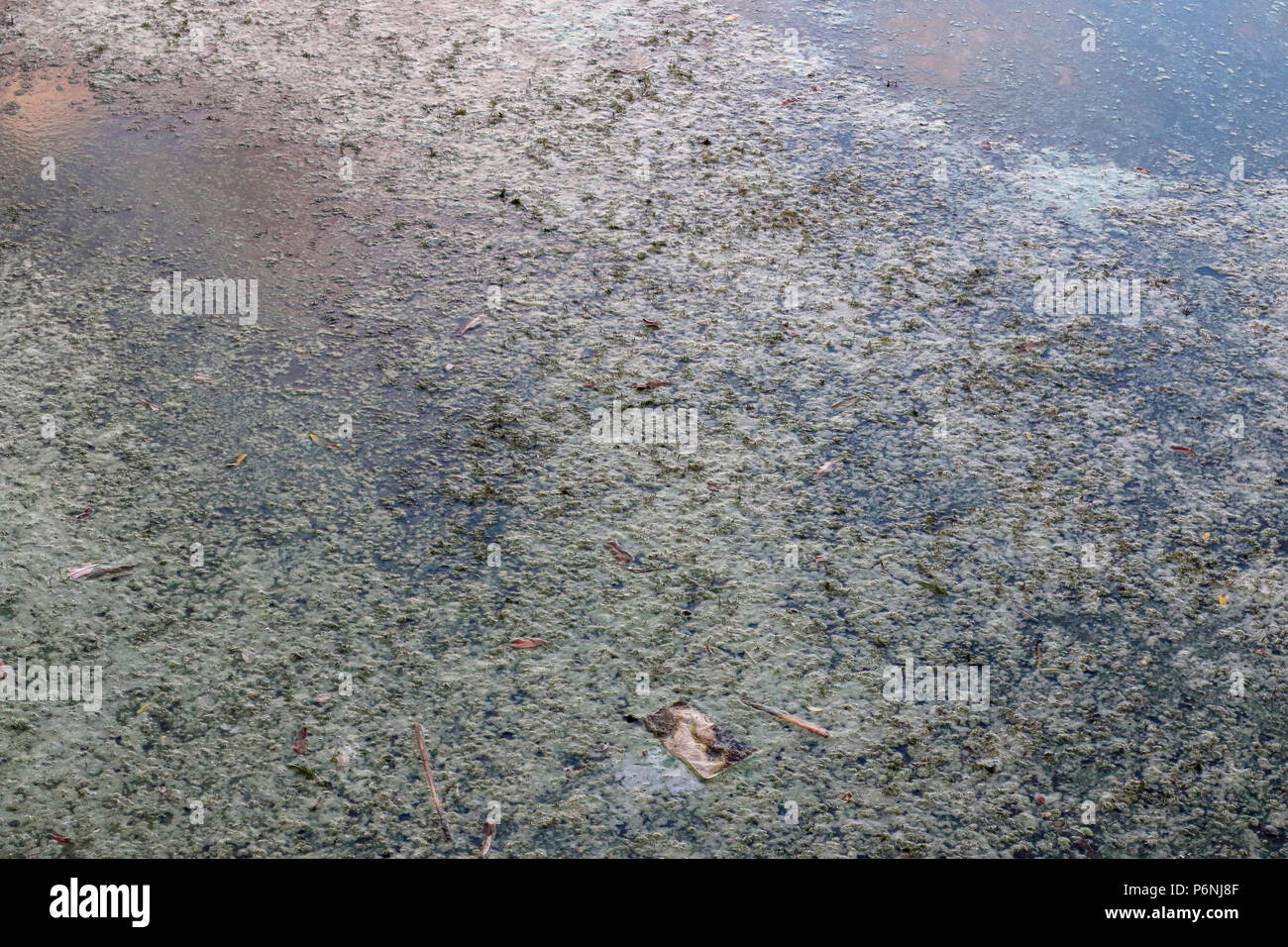 Harmful toxic scum at the side of a freshwater lake. Stock Photo