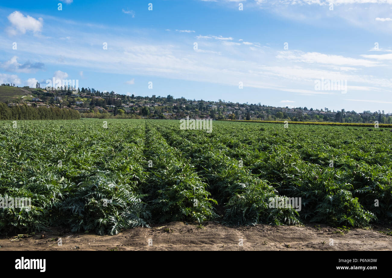 Artichoke field in southern California Stock Photo Alamy