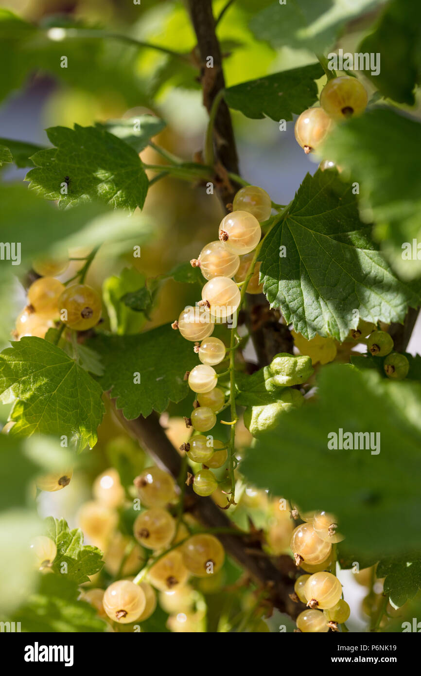 'Weisse Versailler' White Currant, Vit vinbär (Ribes rubrum) Stock Photo