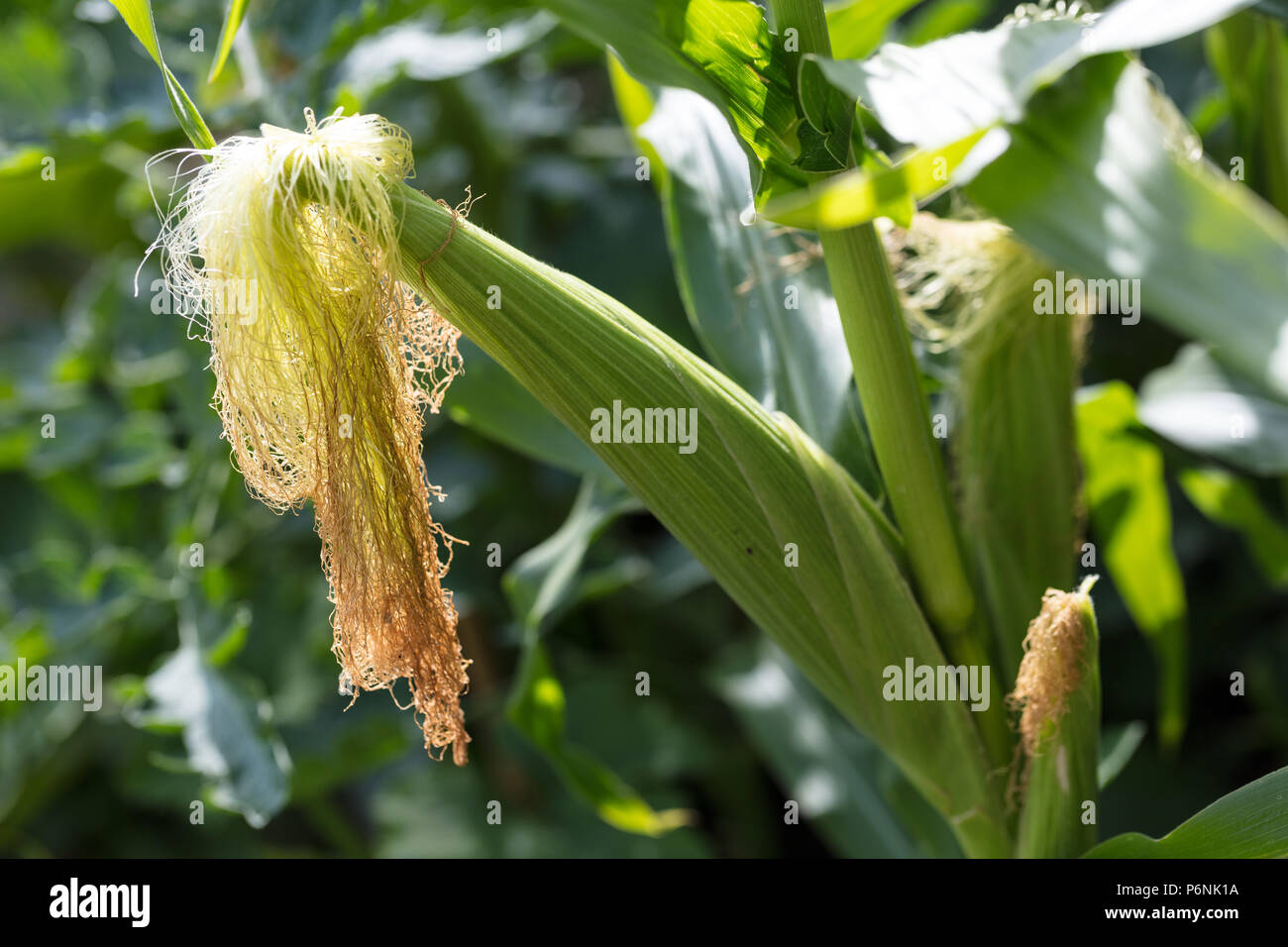 'F1 Gucio' Maize, Sockermajs (Zea mays) Stock Photo