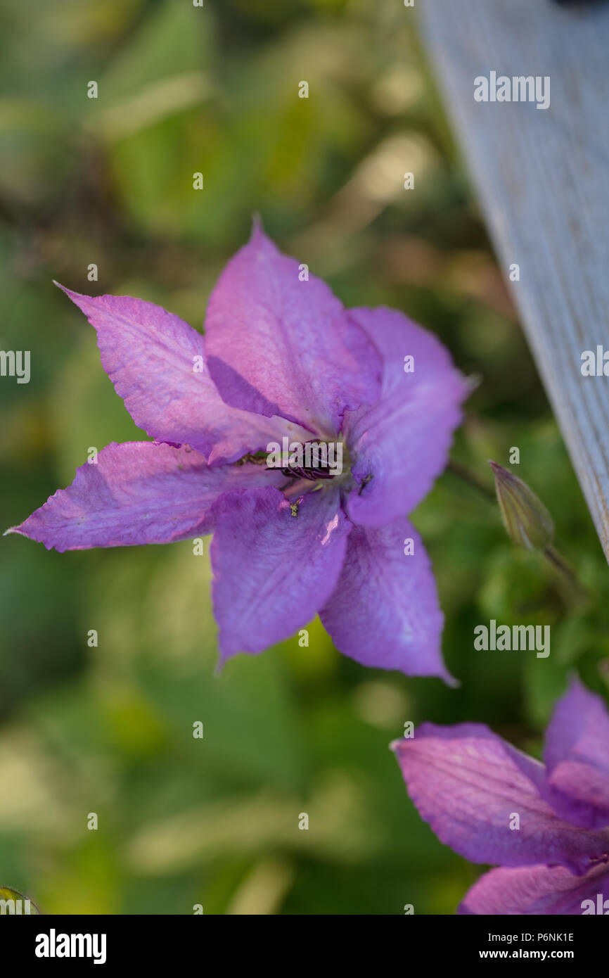 'Margaret Hunt' Late large-flowered group, Sena storblommig gruppen (Clematis) Stock Photo