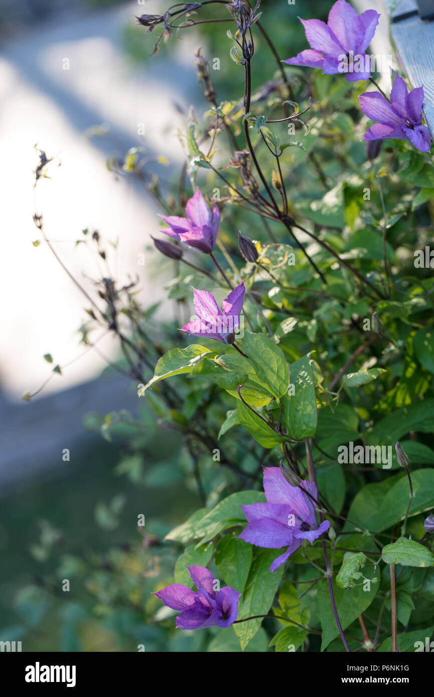 'Margaret Hunt' Late large-flowered group, Sena storblommig gruppen (Clematis) Stock Photo