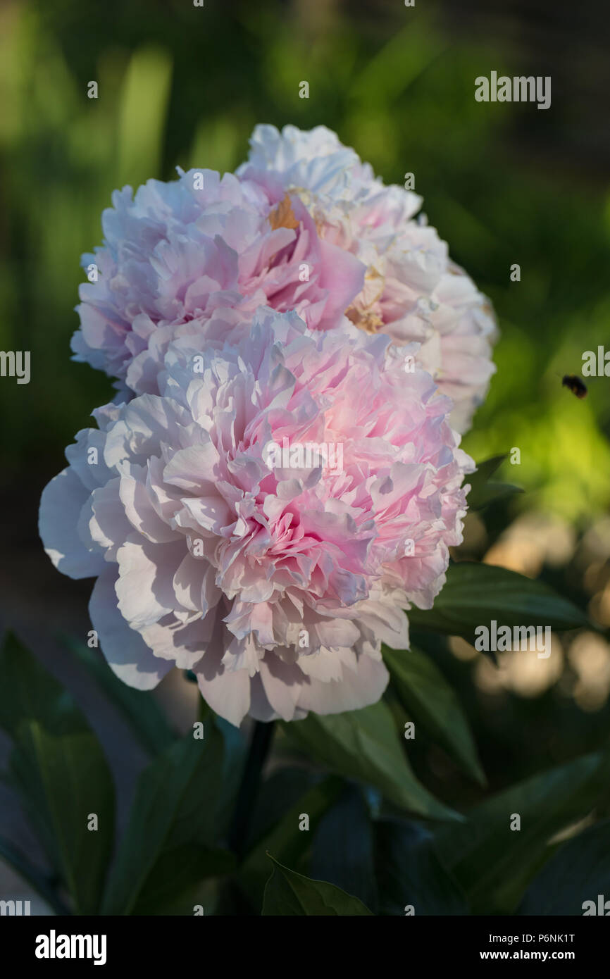 'Pink Giant' Common garden peony, Luktpion (Paeonia lactiflora) Stock Photo