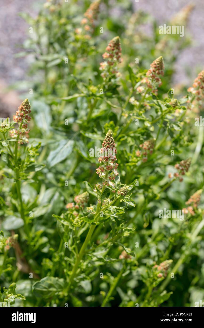Reseda Odorata High Resolution Stock Photography and Images Alamy
