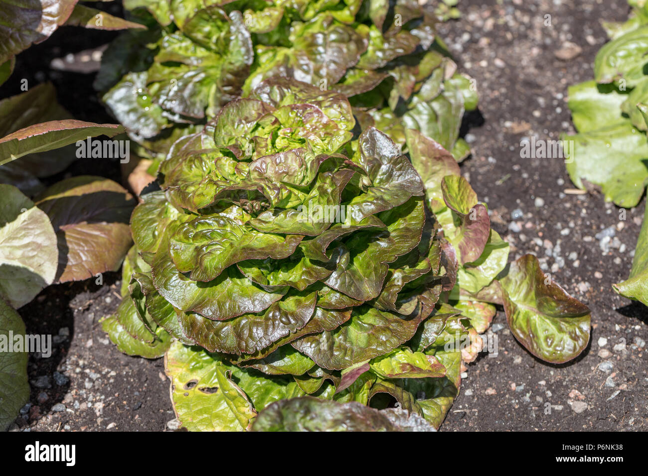 'Cegolaine' Lettuce, Huvudsallat (Lactuca sativa var. capitata crispum) Stock Photo