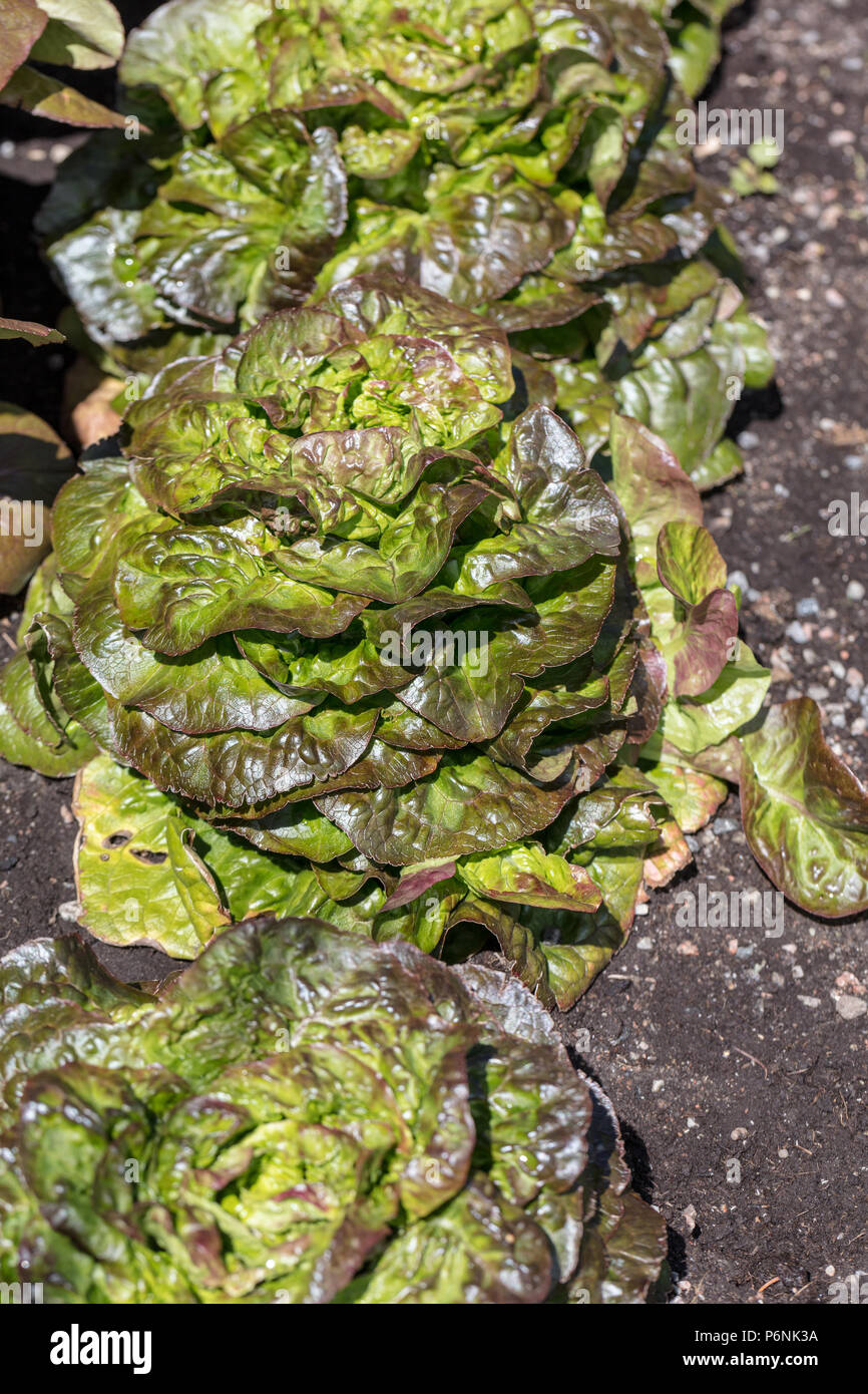 'Cegolaine' Lettuce, Huvudsallat (Lactuca sativa var. capitata crispum) Stock Photo