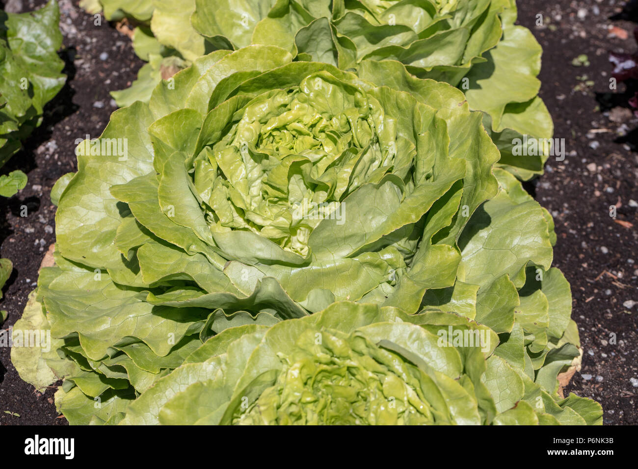 'Jolito RZ' Lettuce, Huvudsallat (Lactuca sativa var. capitata crispum) Stock Photo