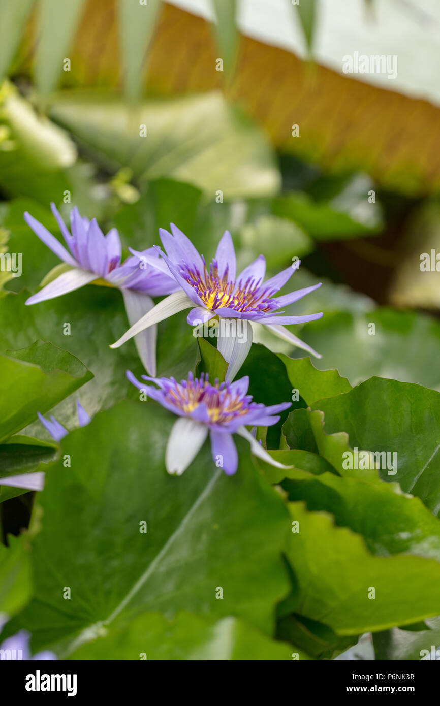 Waterlily, Dvärglotus (Nymphaea colorata) Stock Photo