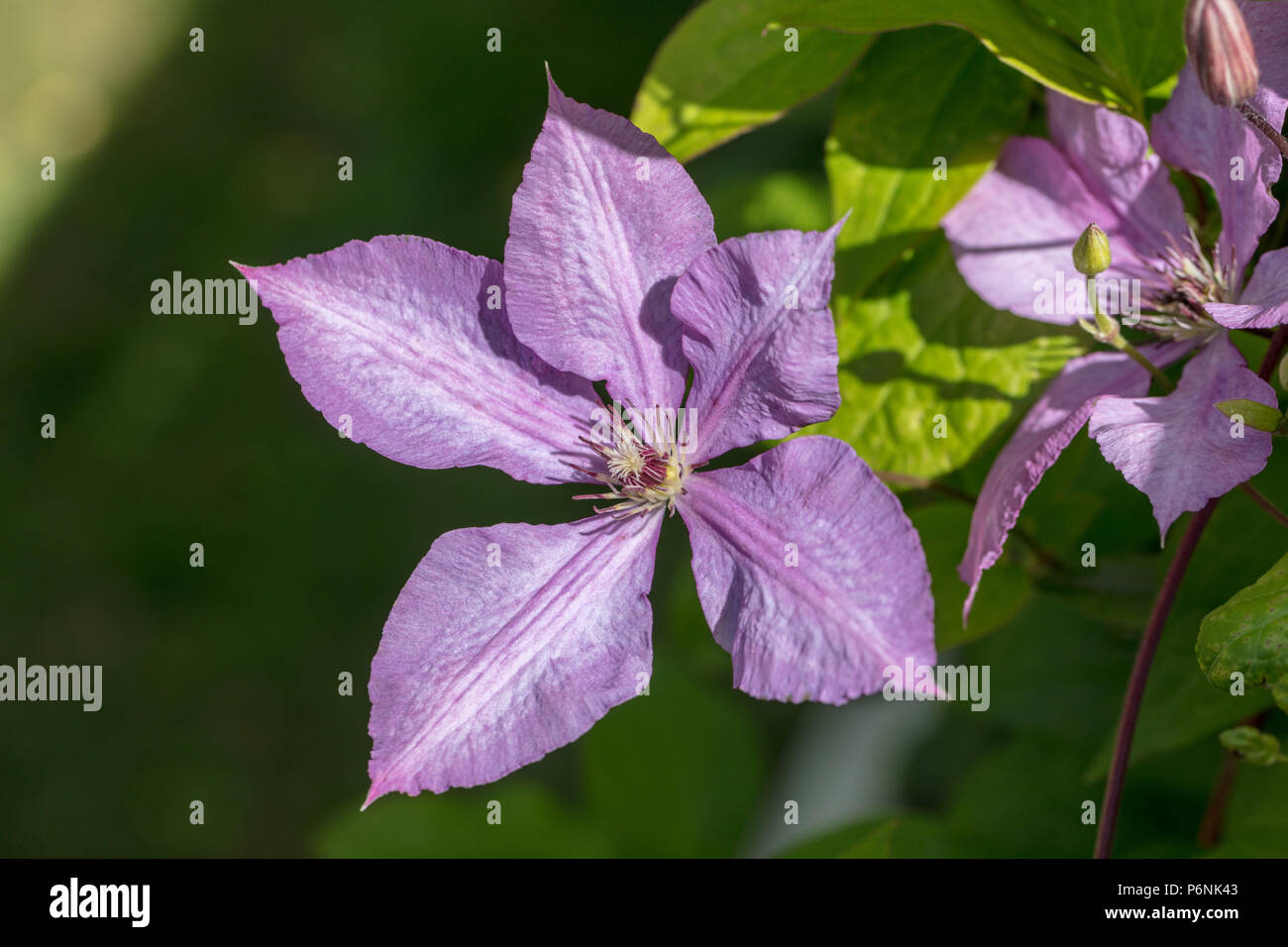 'Margaret Hunt' Late large-flowered group, Sena storblommig gruppen (Clematis) Stock Photo