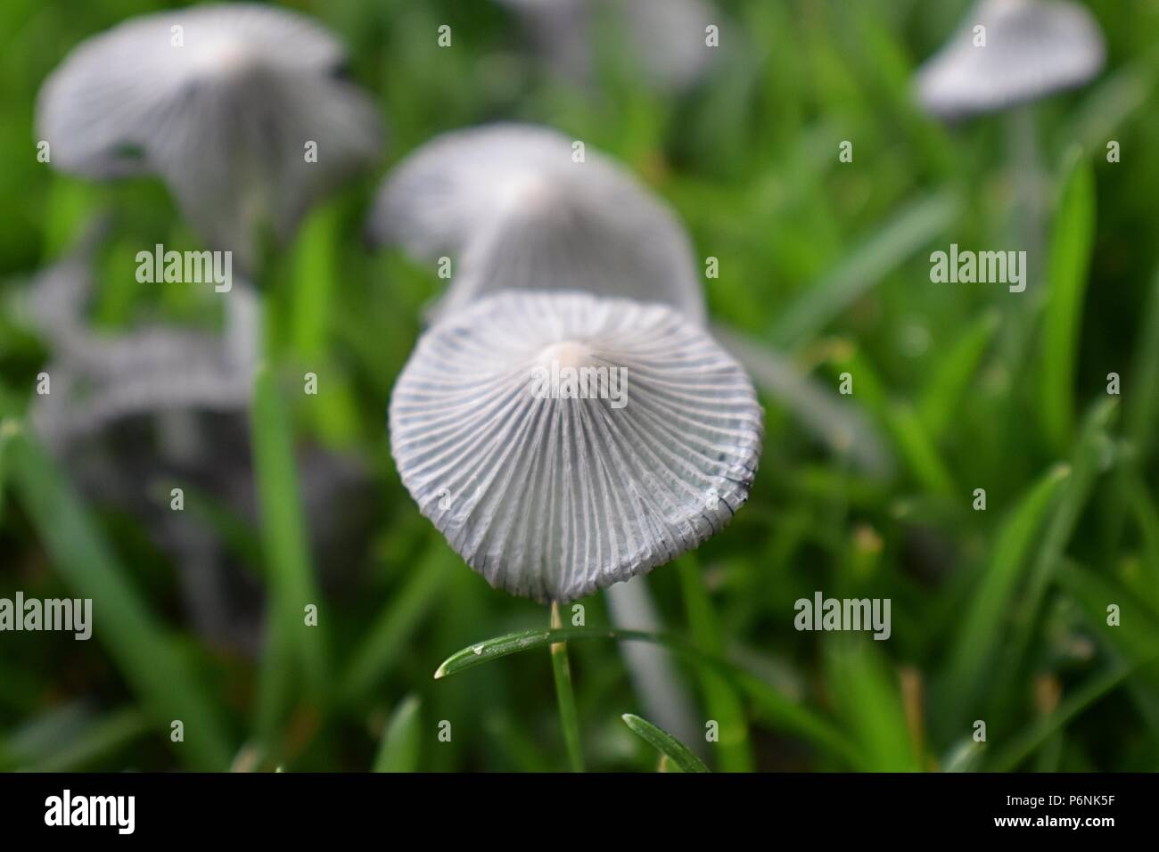 Incredible Closeup of Mushrooms Growing In Yard. Wild Ink Cap
