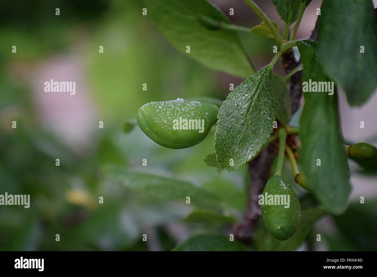 Utah agriculture fruit hires stock photography and images Alamy