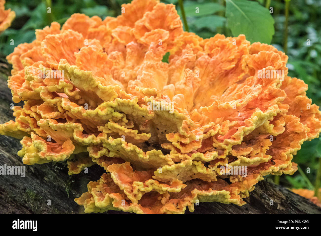 Brightly colored Chicken of the Woods fungus, an edible delicacy in the mushroom family. Stock Photo