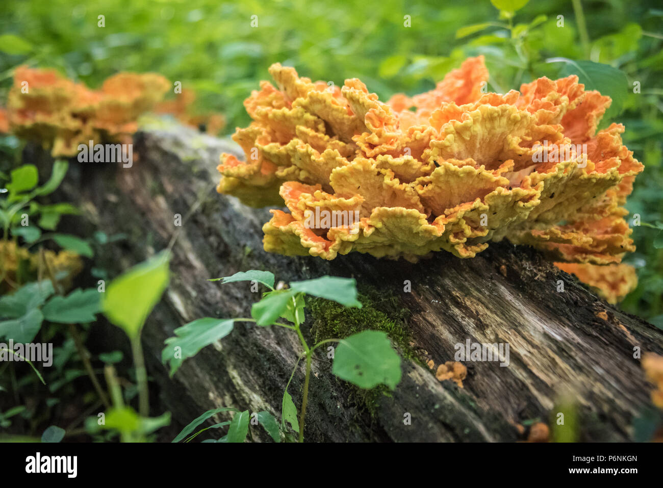 Chicken of the Woods (also known as Chicken Mushroom or Sulpher Shelf) is an edible delicacy in the mushroom family. Stock Photo