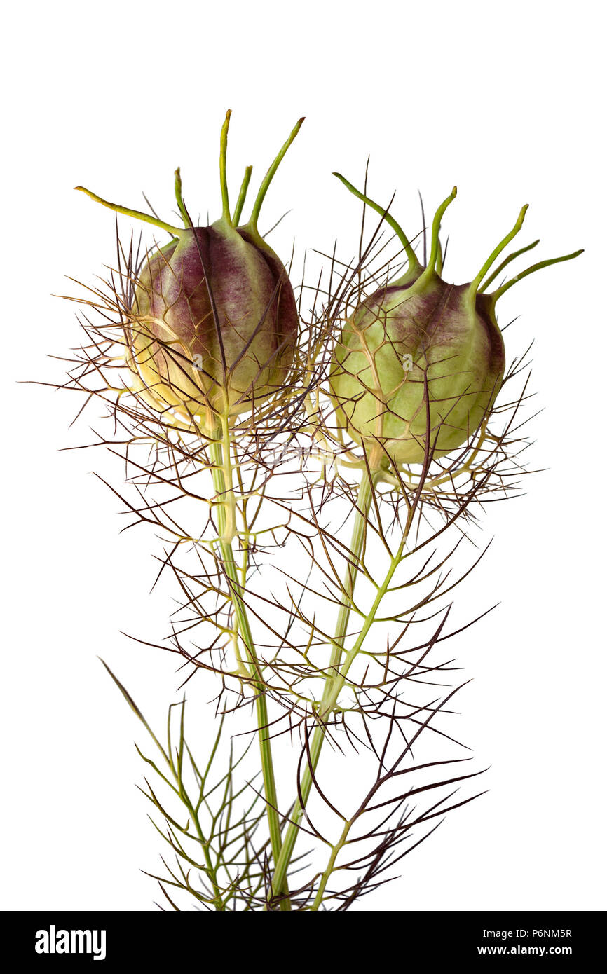 Two Nigella Damascena, 'Love in a mist' seed heads against a white background Stock Photo