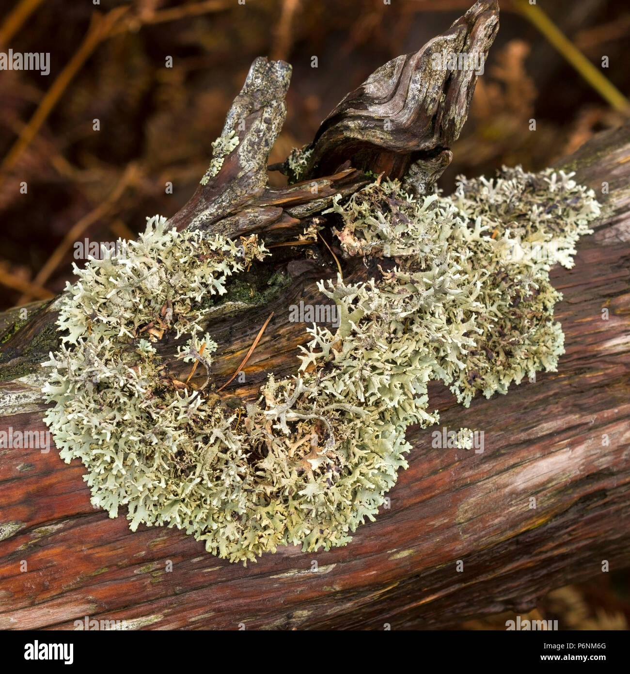 Oakmoss lichen (Evernia prunastri) growing on rotten dead tree branch, Cumbria, England, UK Stock Photo