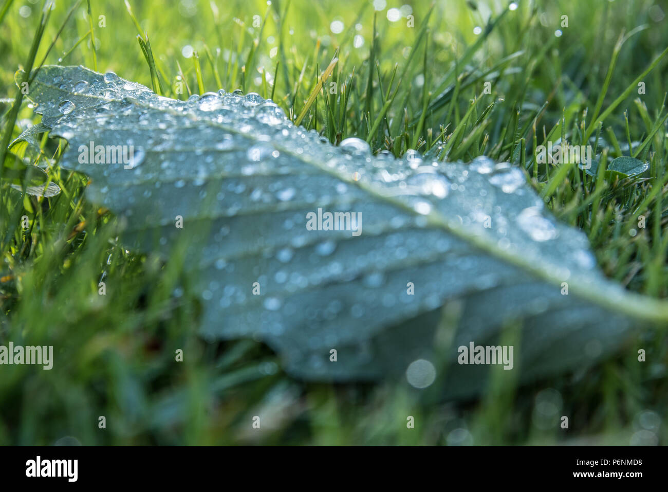 Morning dew on a leaf. Stock Photo