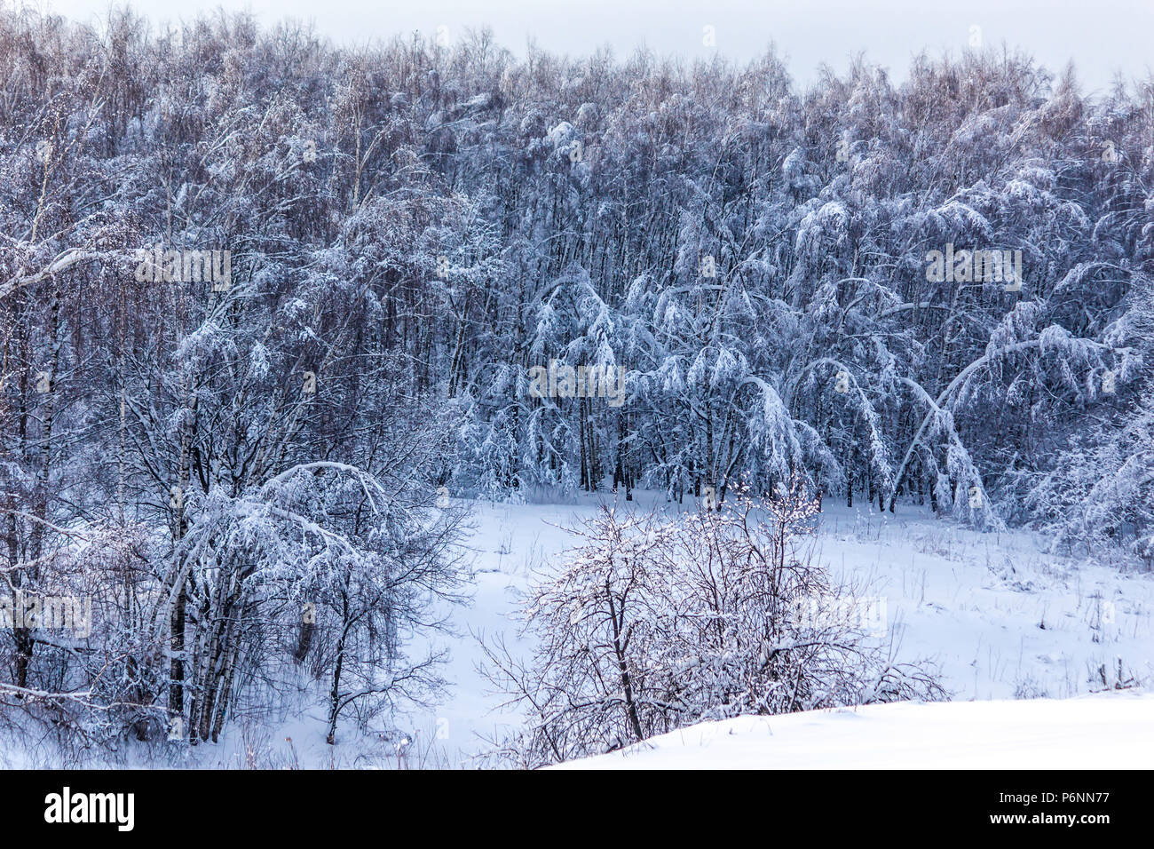 After the snowfall.The forest is covered with white snow.The beauty of the northern nature.Site about parks, forest,nature,weather,seasons,cataclysms. Stock Photo