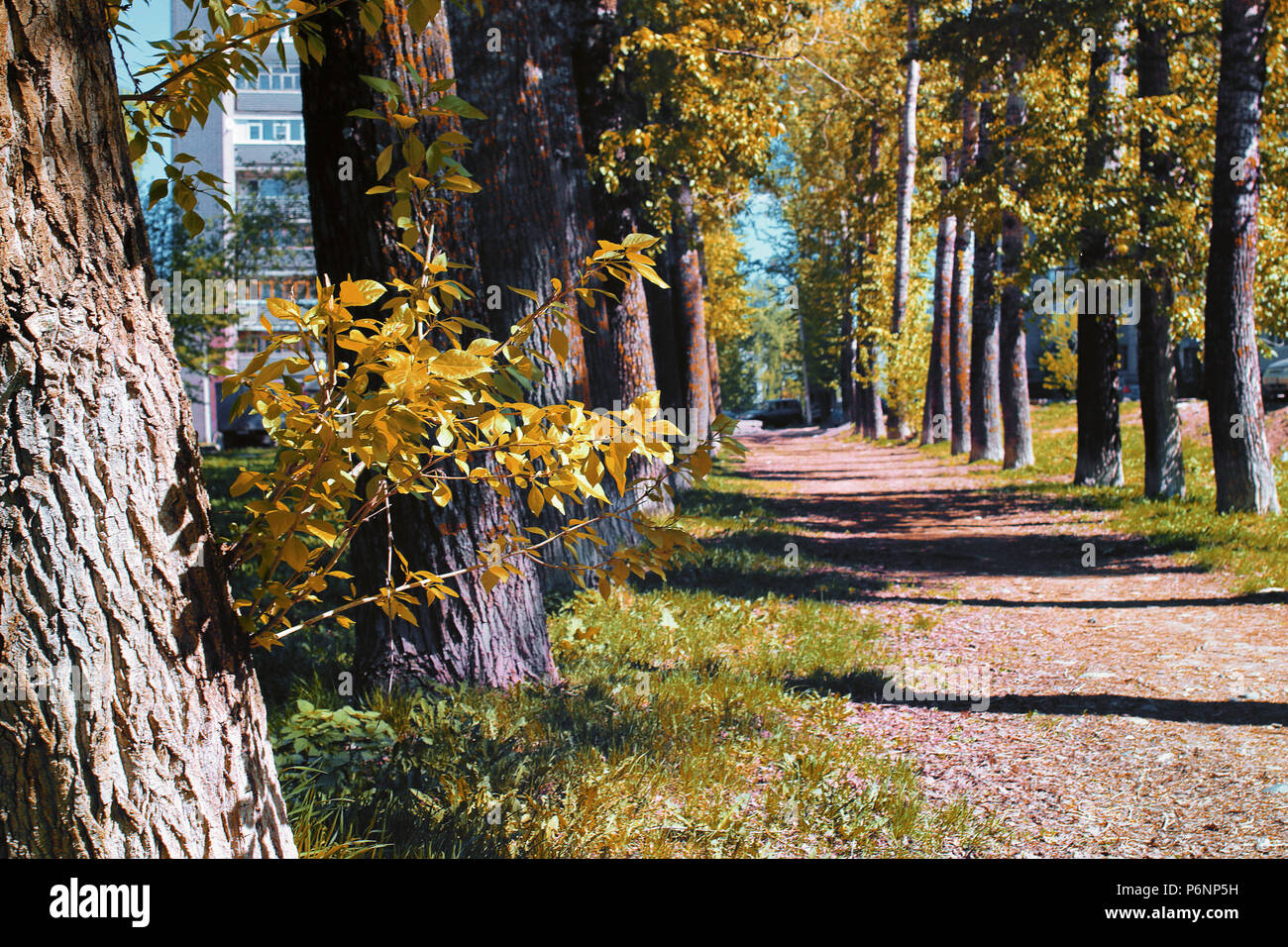 Alley poplars with yellowing leaves in late summer Stock Photo - Alamy