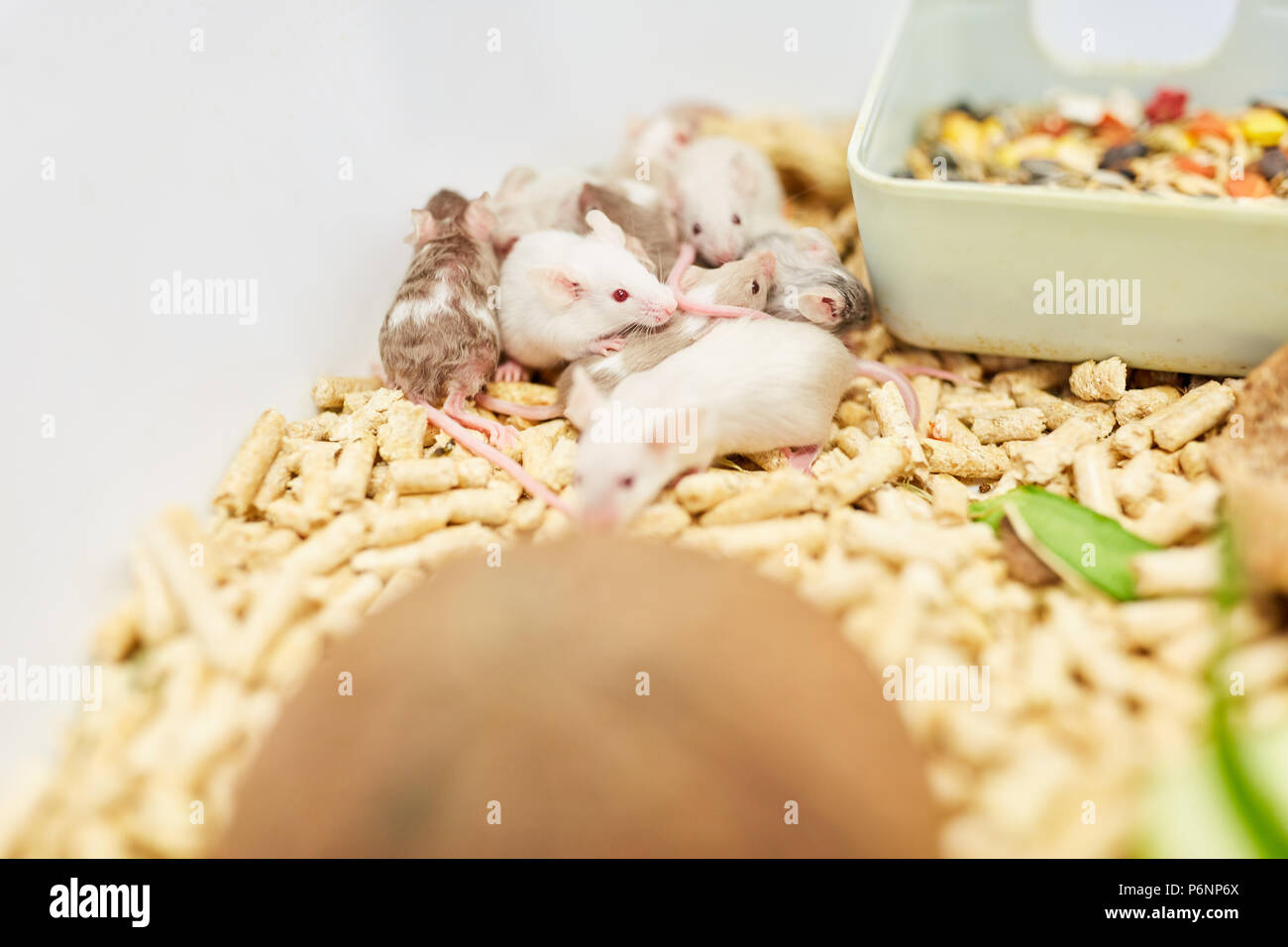 Mice in a cage in the lab of a primary school for biology Stock Photo