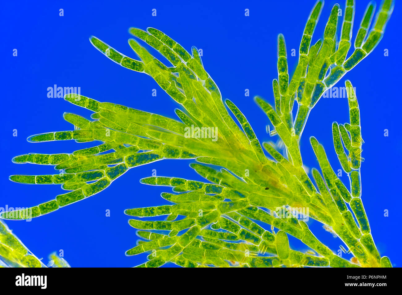 Microscopic view of green algae (Cladophora). Rheinberg illumination. Stock Photo