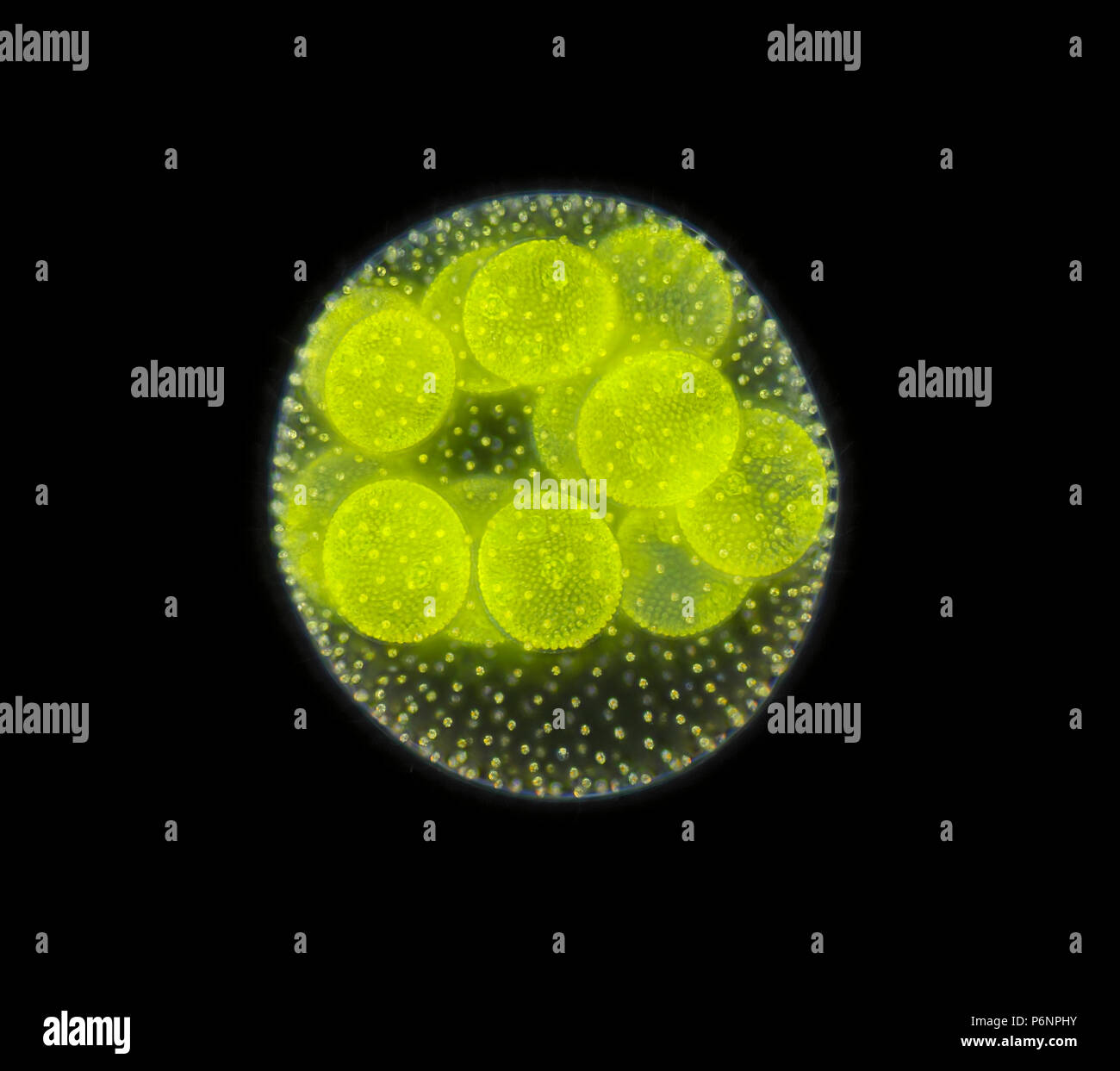 Spherical colony of freshwater green algae (Volvox). Microscopic view, darkfield illumination. Stock Photo