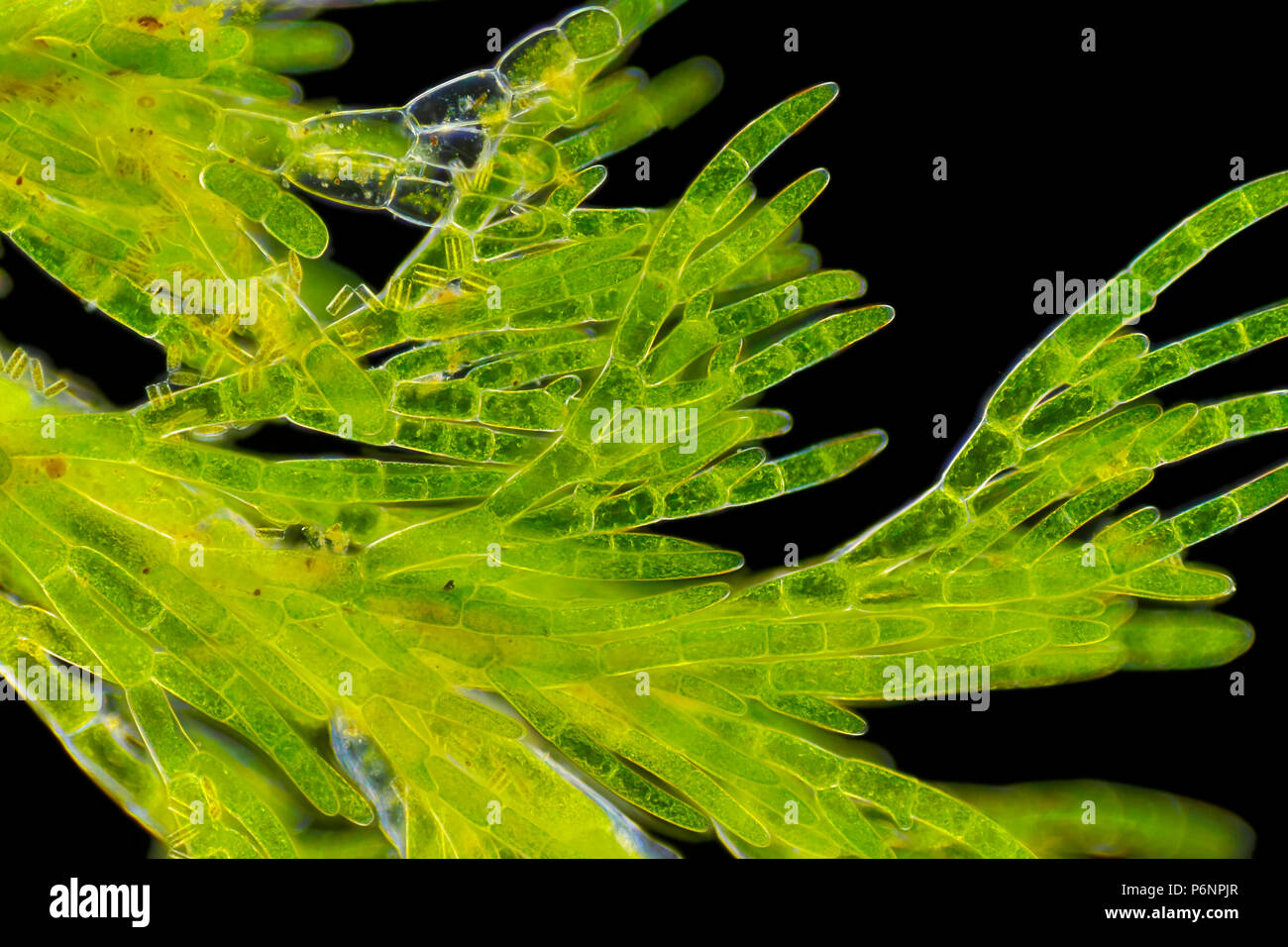 Microscopic view of green algae (Cladophora). Visible also diatoms cells. Darkfield illumination. Stock Photo