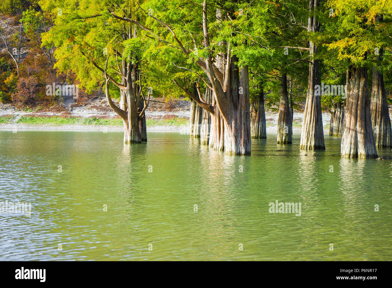 Cypress trees grow in the lake water closeup Stock Photo