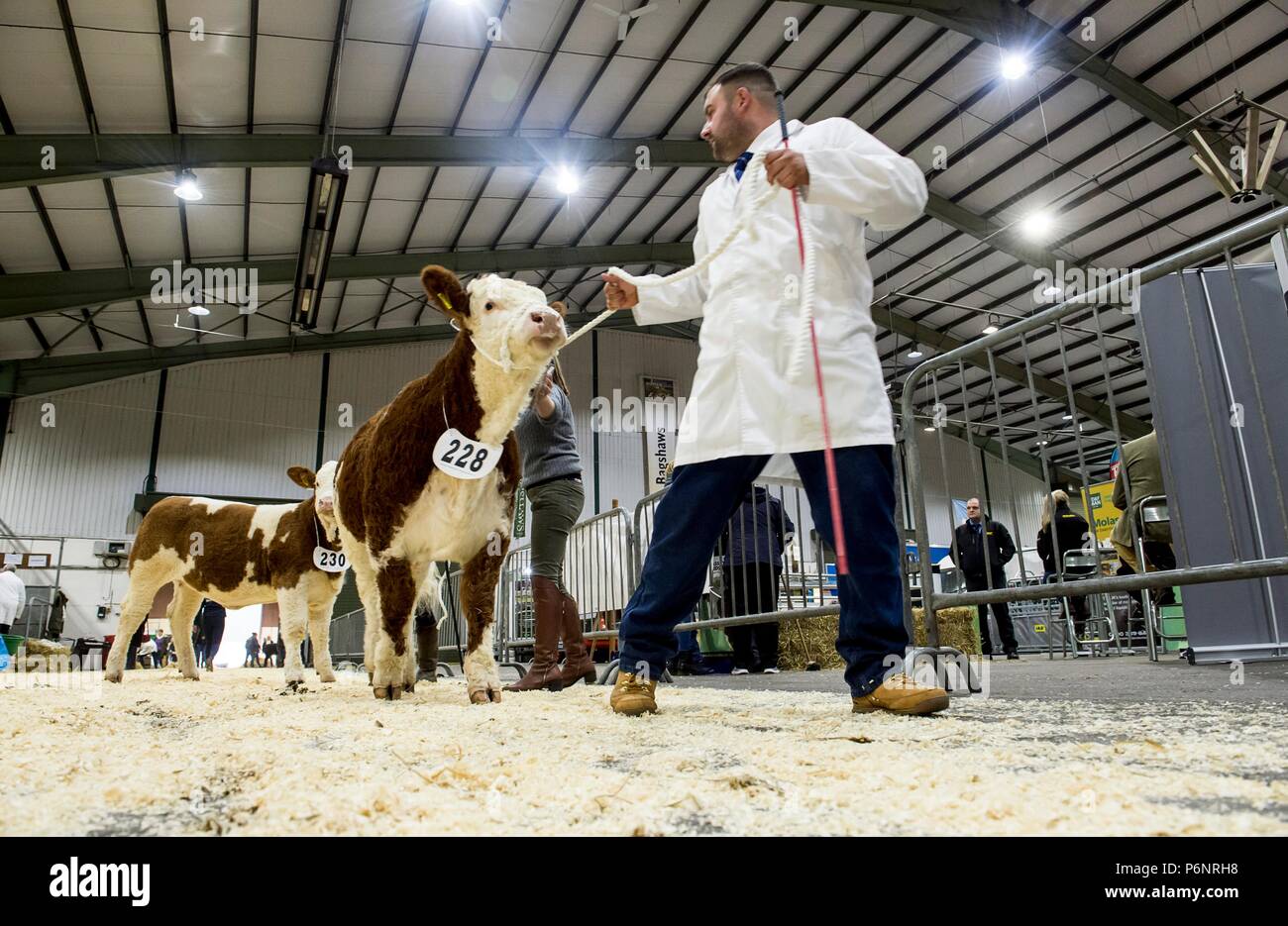 The English Winter Fair and National Pedigree Calf Show will be held on