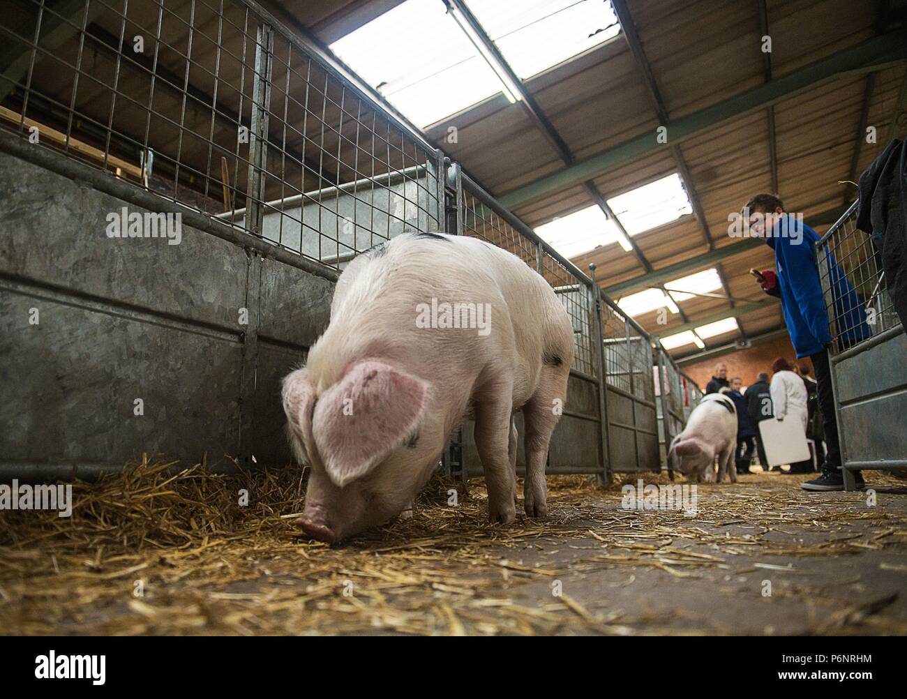 The English Winter Fair and National Pedigree Calf Show will be held on