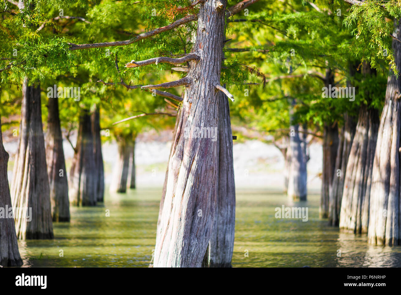 Cypress trees grow in the lake water Stock Photo Alamy