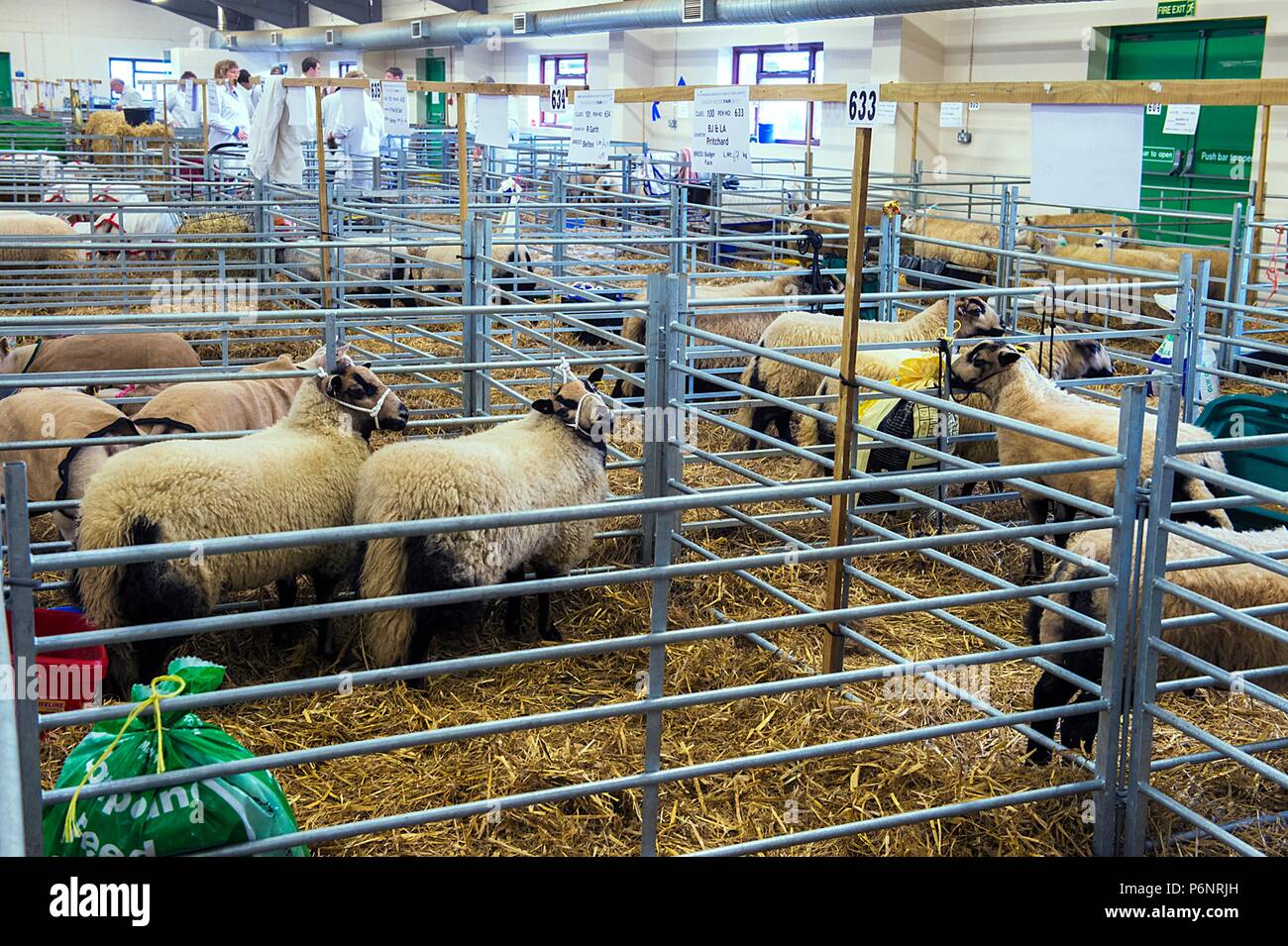 The English Winter Fair and National Pedigree Calf Show will be held on