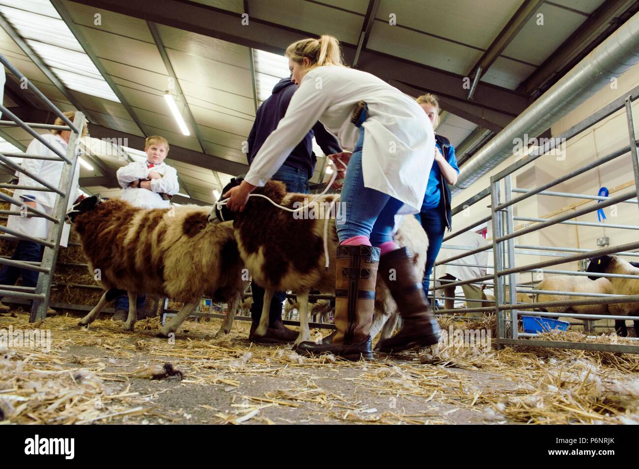 The English Winter Fair and National Pedigree Calf Show will be held on