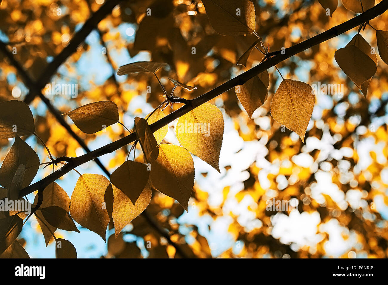 Yellow autumn leaves of trees on a clear blue sky Stock Photo - Alamy