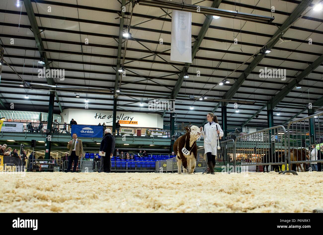The English Winter Fair and National Pedigree Calf Show will be held on