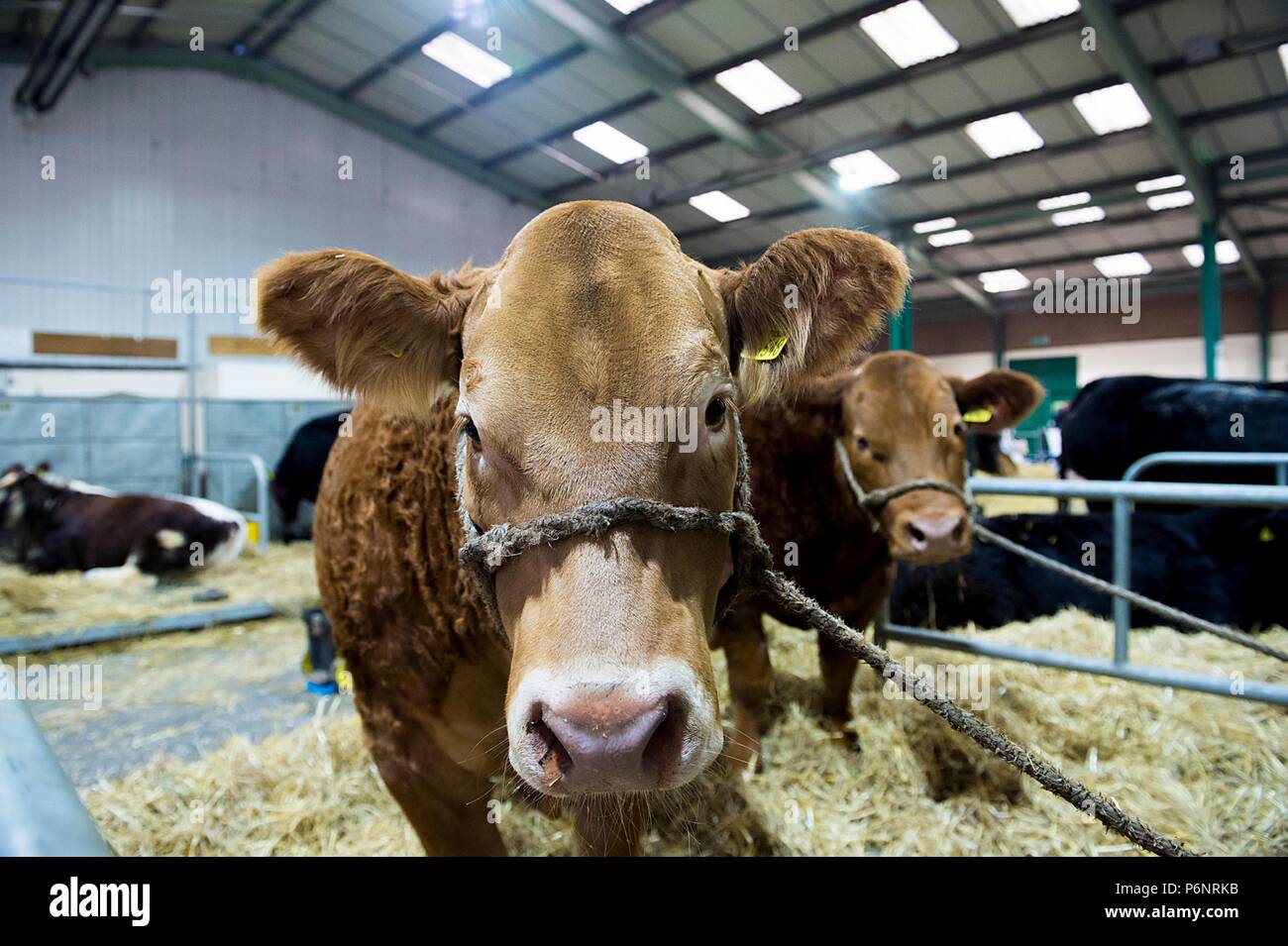 The English Winter Fair and National Pedigree Calf Show will be held on