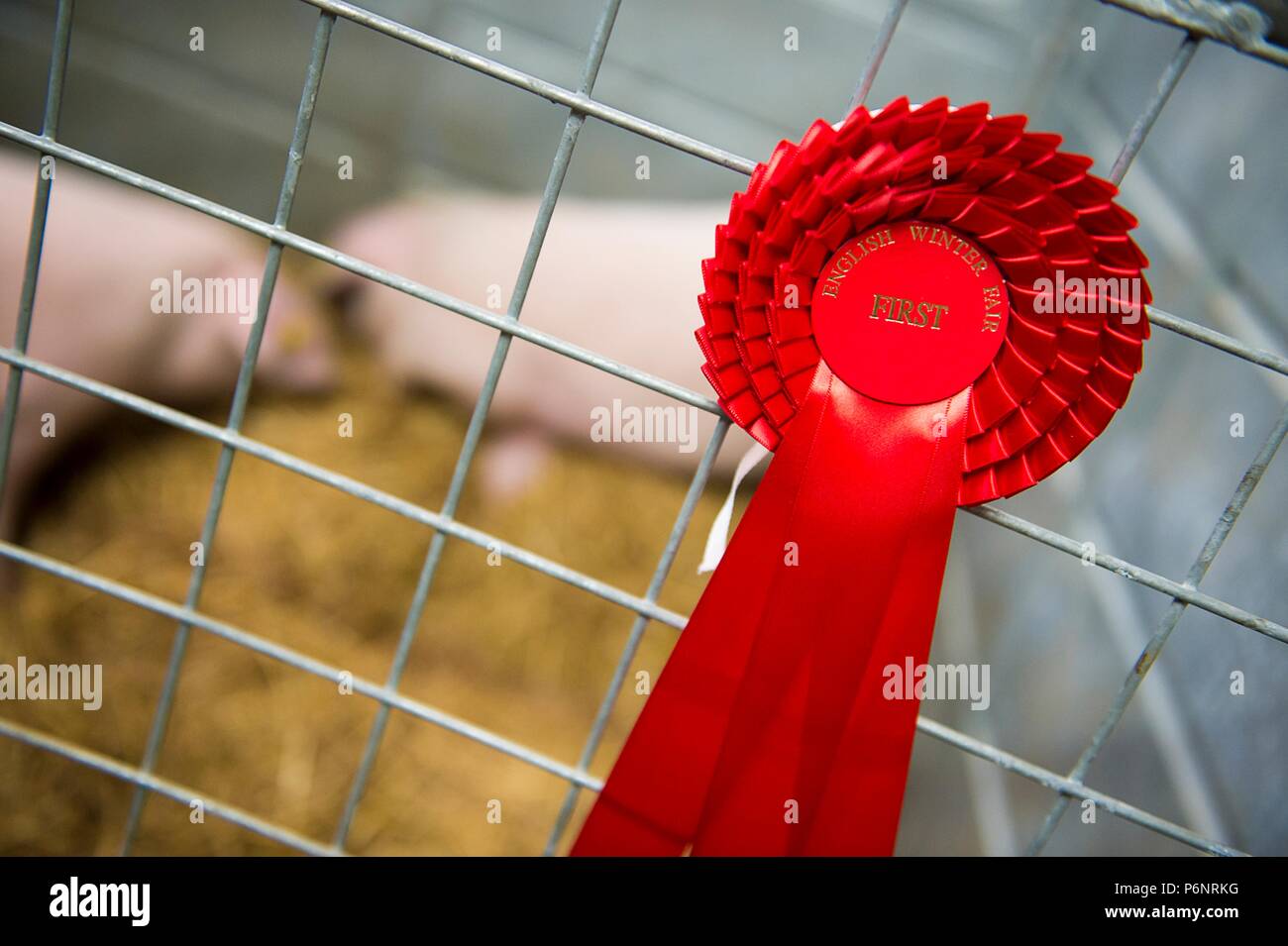 The English Winter Fair and National Pedigree Calf Show will be held on