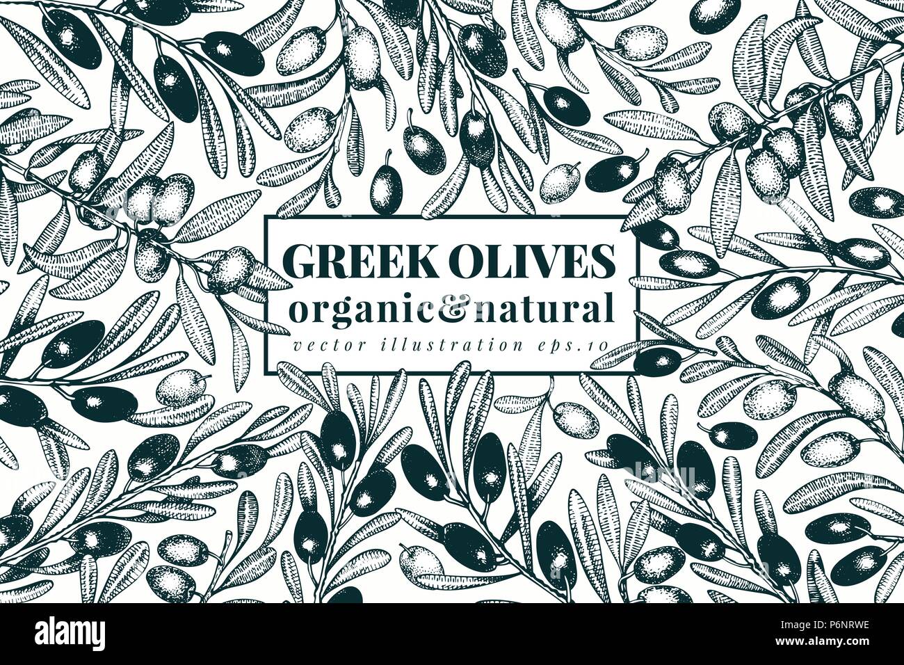 Olive tree banner template. Vector retro illustration. Hand drawn ...