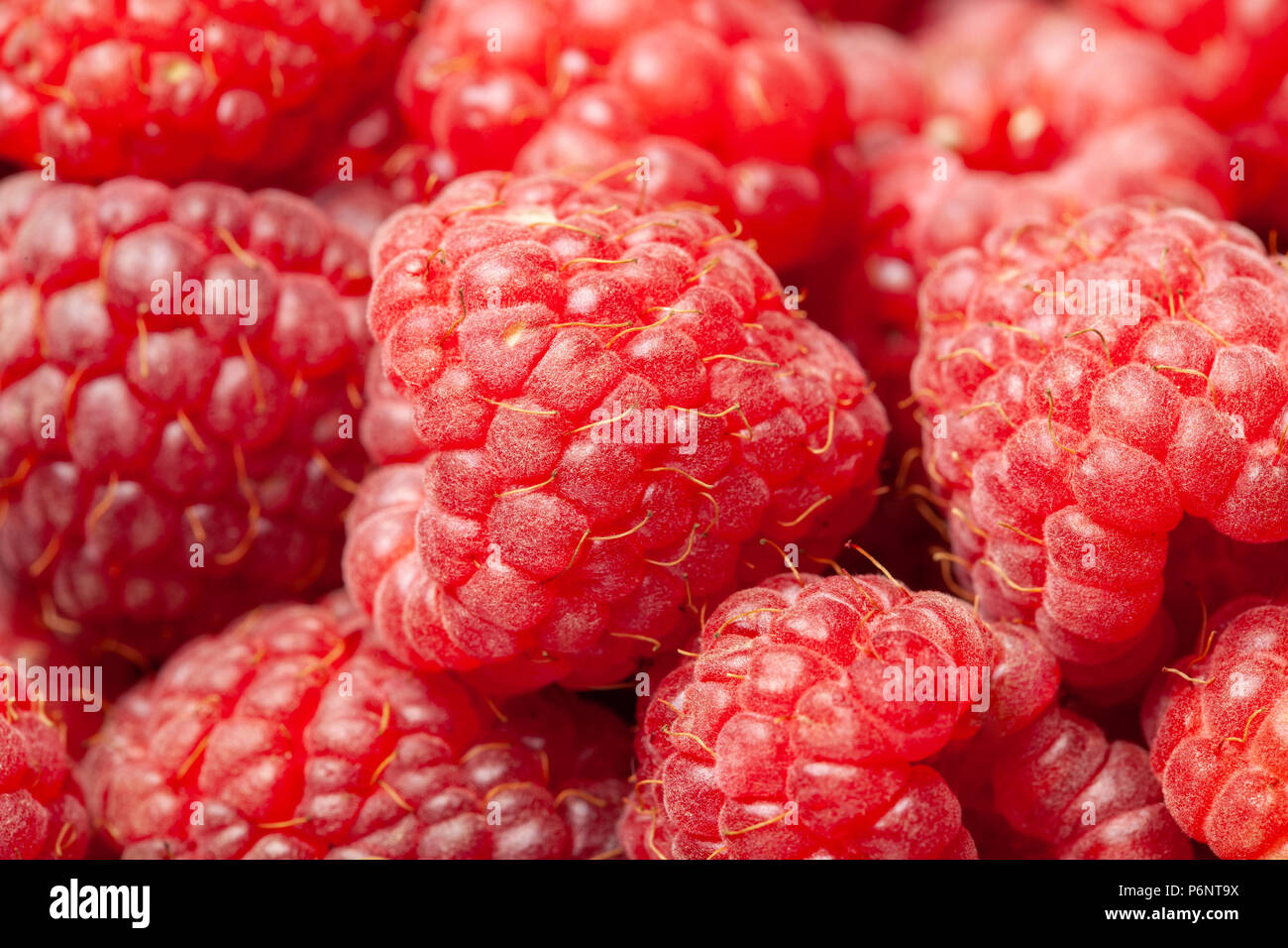 Ripe red and fresh raspberries close view as a background. Full frame image. Stock Photo