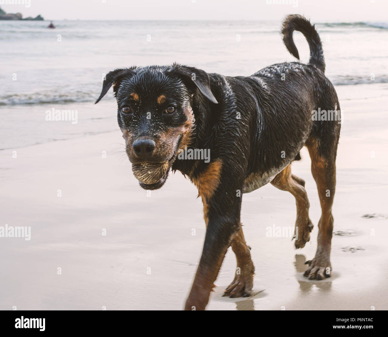 Portrait of young street homeless dog with black hair goes along sand seashore or ocean and carries ball in his teeth. Stock Photo