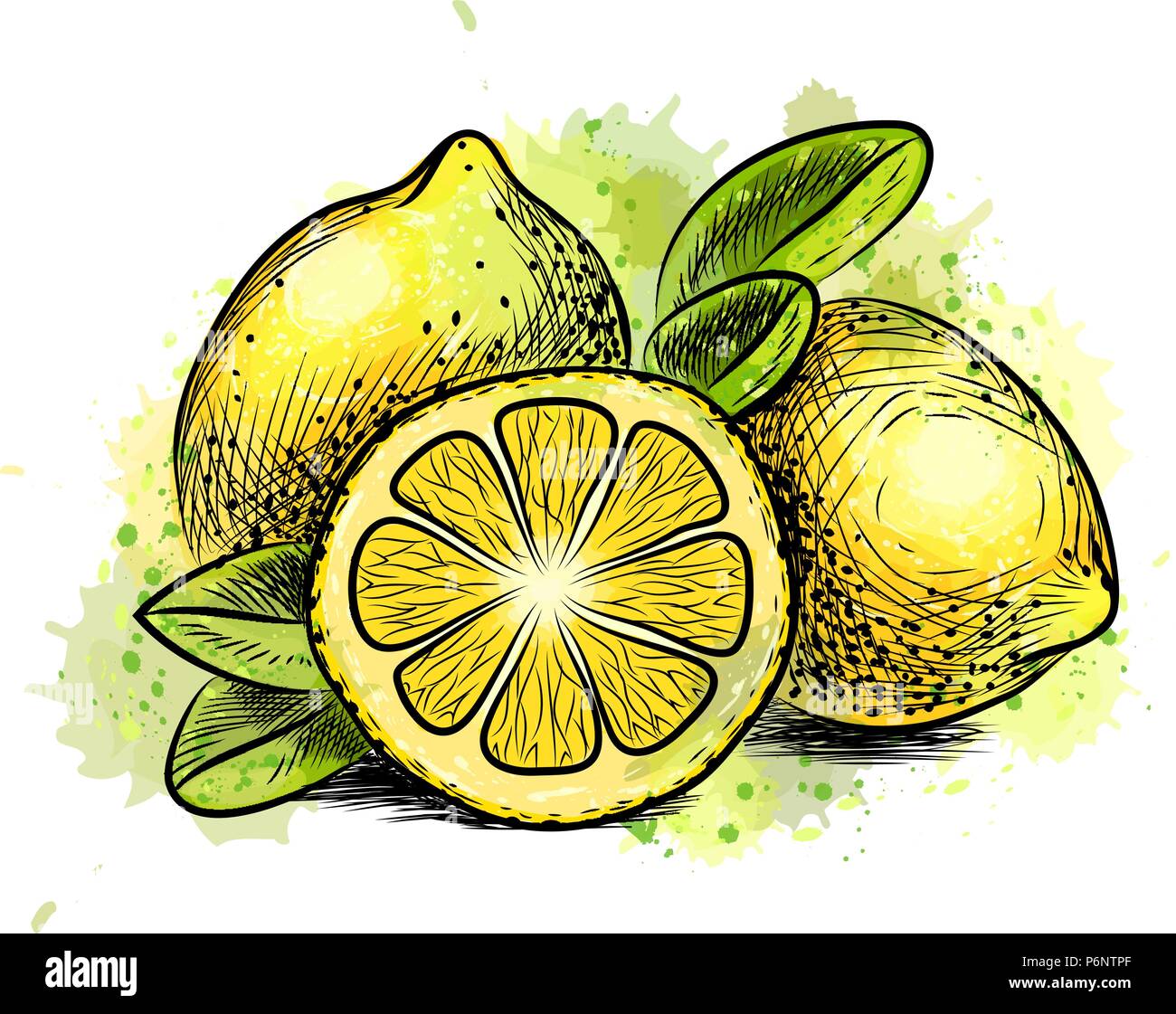 Lemon with leaves from a splash of watercolor Stock Vector Image & Art ...