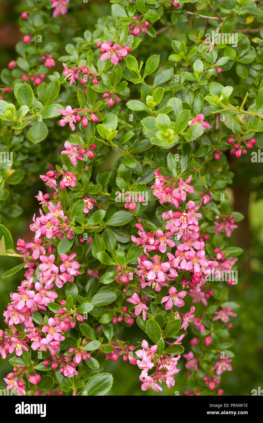 Profuse like apple blossom pink flowers, blossom of evergreen shrub Escallonia exoniensis Fradesii, Pink Princess Escallonia Stock Photo