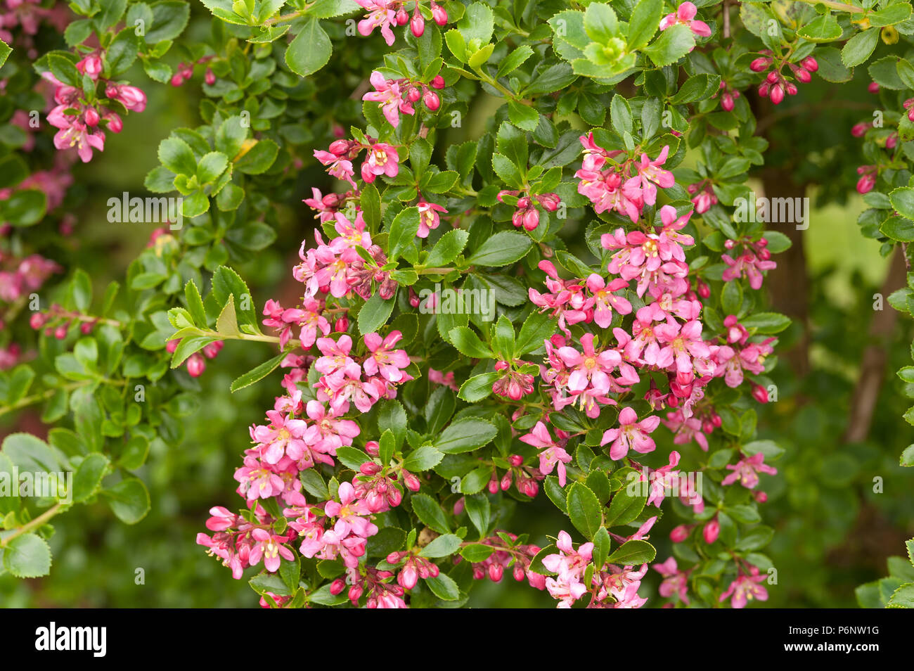 Profuse like apple blossom pink flowers, blossom of evergreen shrub Escallonia exoniensis Fradesii, Pink Princess Escallonia Stock Photo