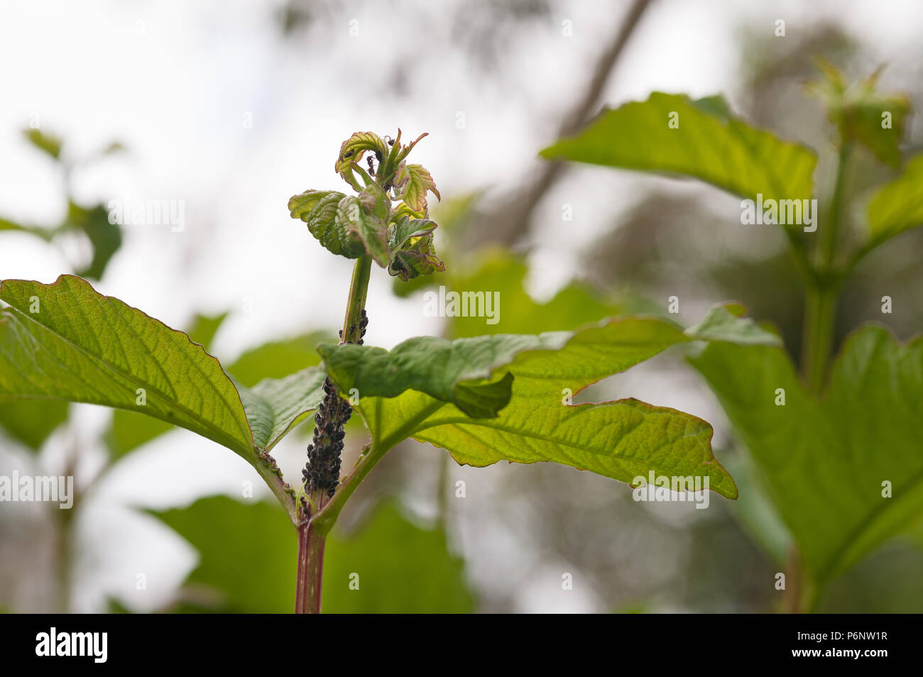 Farming of black apterous aphids by ants for their secretions of honey dew, being cultivated at the growing tips of Viburnum opulus, Guilder rose Stock Photo