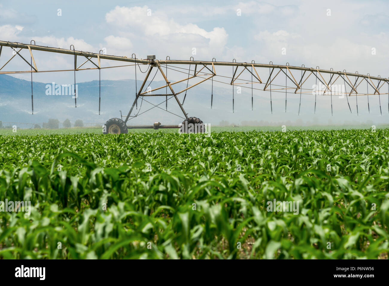 Lateral move irrigation system Stock Photo - Alamy