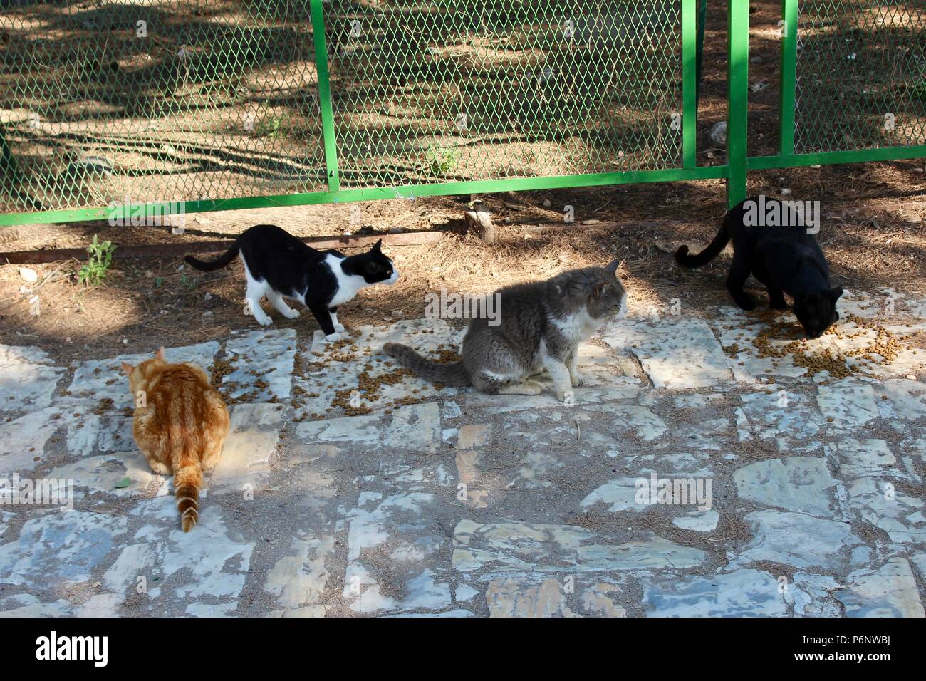 a group of feral cats feeding in athens street greece Stock Photo