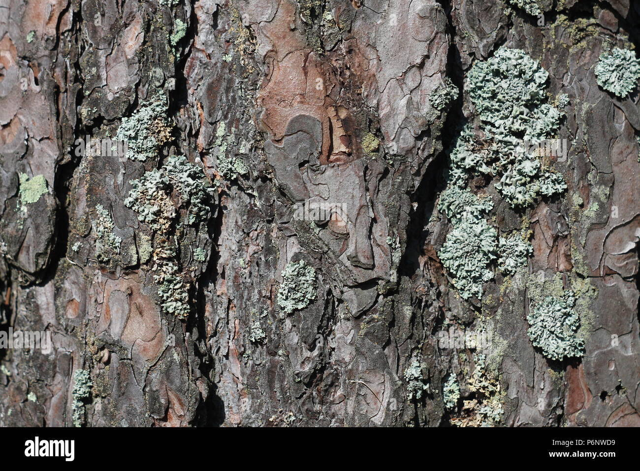 Pine tree bark background texture Stock Photo - Alamy