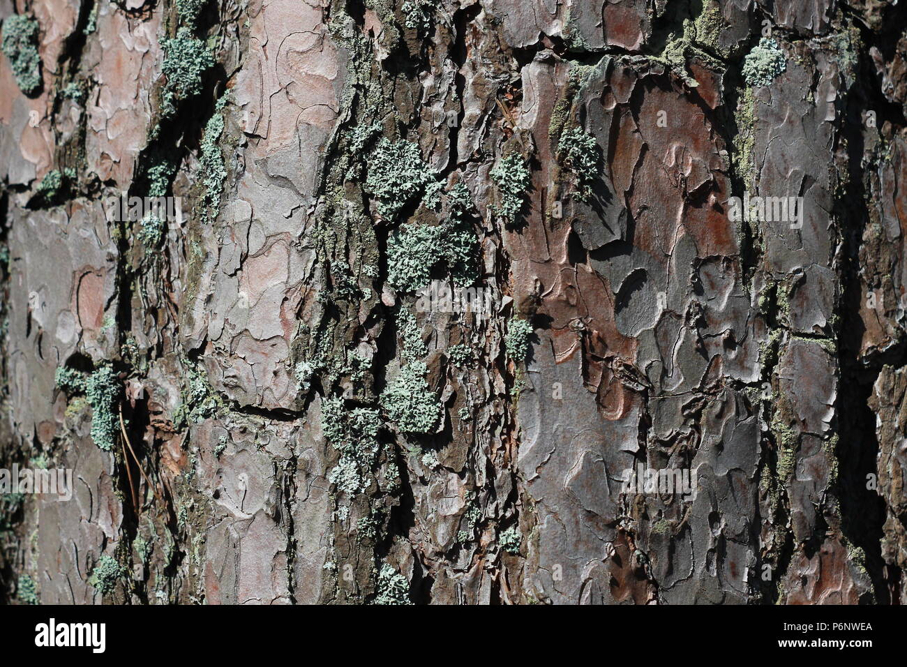 Pine tree bark background texture Stock Photo - Alamy