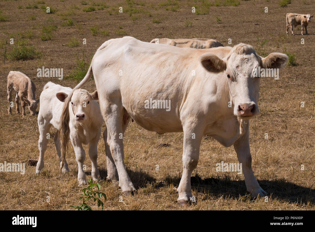 A cow and calf on the pasture Stock Photo - Alamy