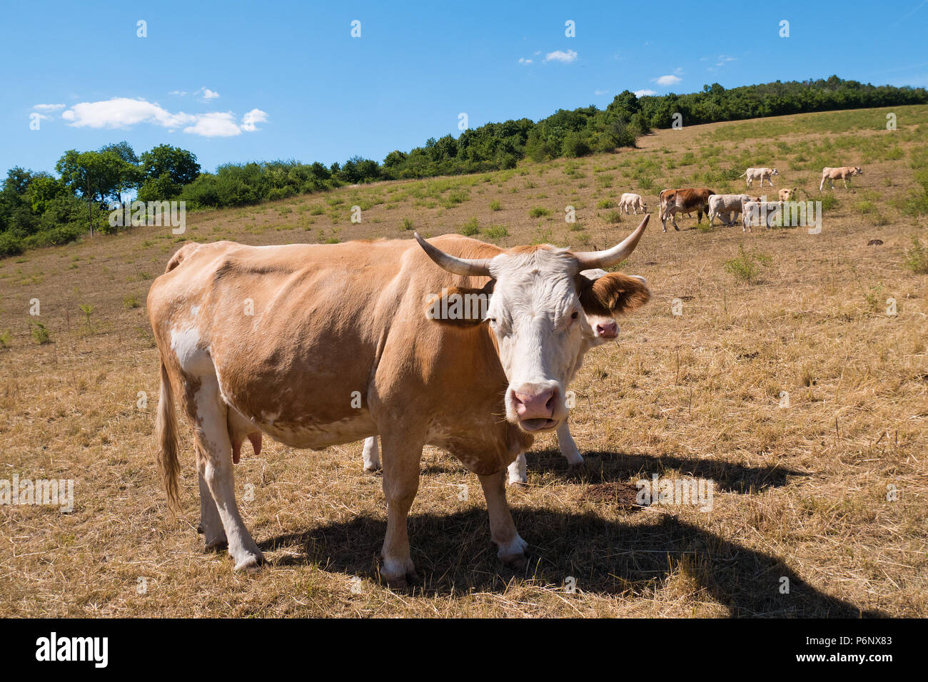 A cow on the pasture on the summertime Stock Photo - Alamy