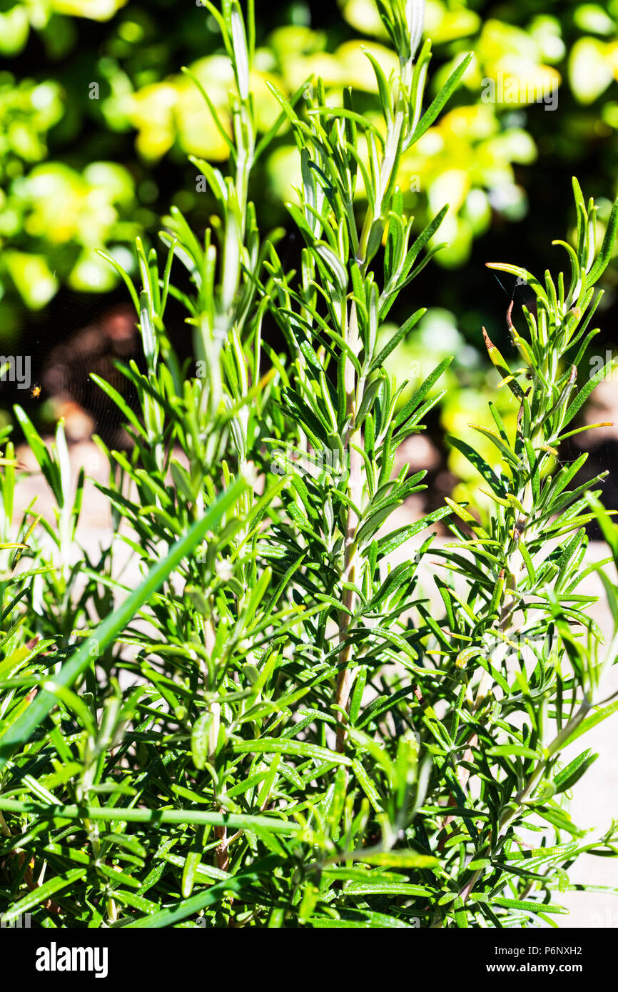 Rosmarinus officinalis, commonly known as rosemary, is a woody, perennial herb, rosemary plant, rosemary herb, rosemary, herb, herbs. plant, plants, Stock Photo